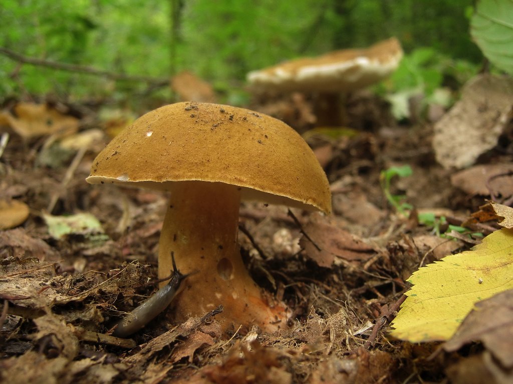 Представитель Семейства Gyroporaceae